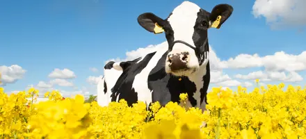 VH Radium Daughter No 32610 Sydgaarden Ewald Kusk Kristensen Nibe