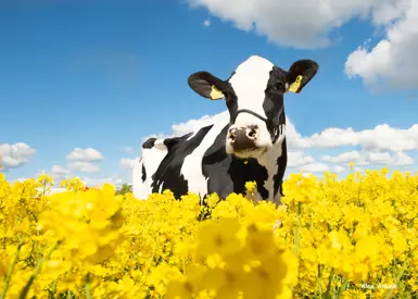 VH Radium Daughter No 32610  Sydgaarden Ewald Kusk Kristensen Nibe