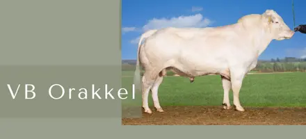 ARTICLE ENTRY TYR (13)