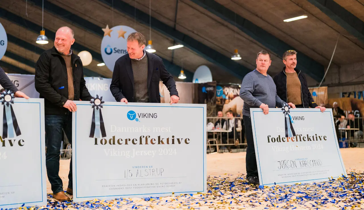 Vinder Af Mest Fodereffektive Ko Jersey Og Holstein