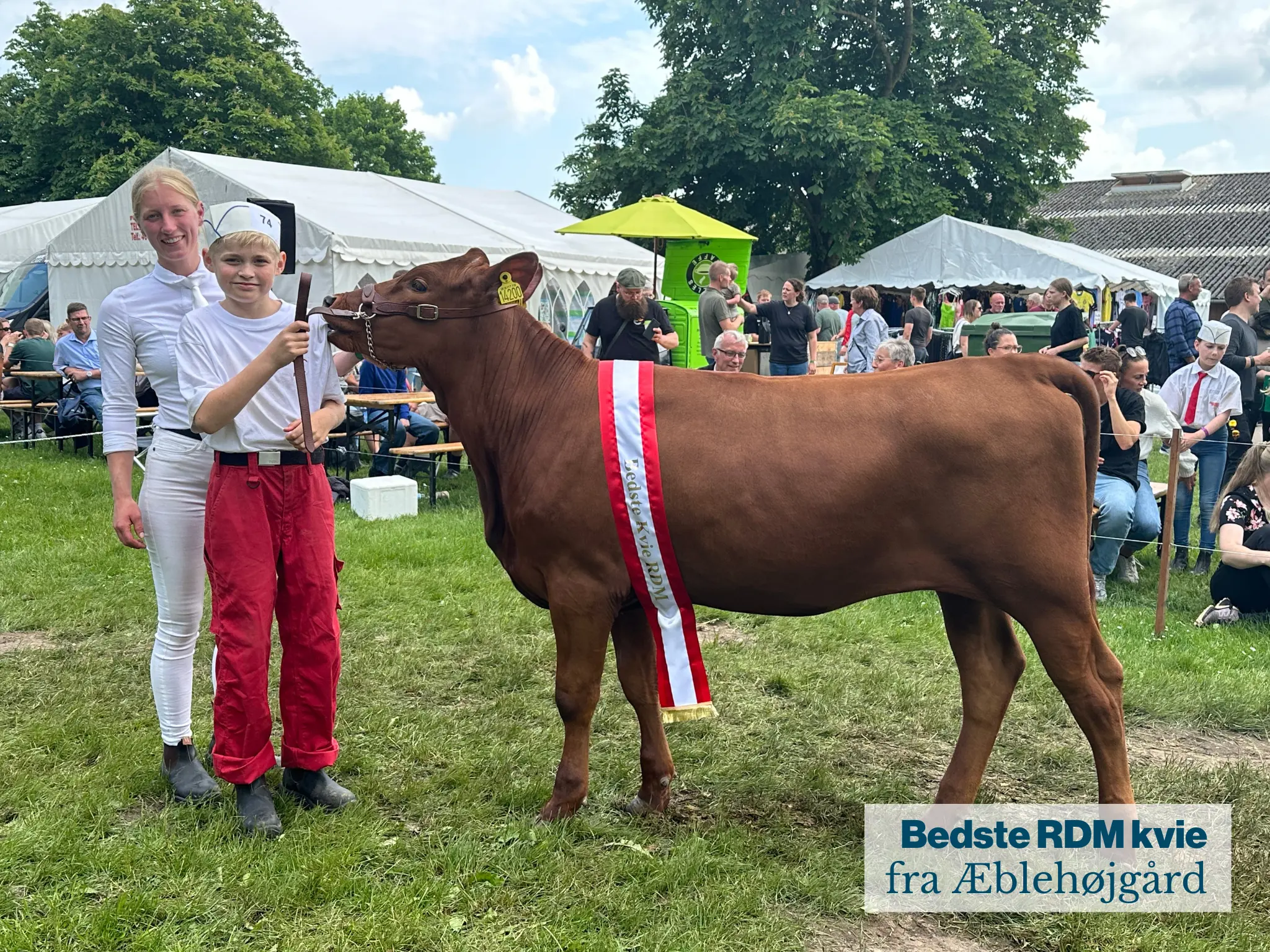 Bedste RDM Kvie Fra Æblehøjgård .JPG