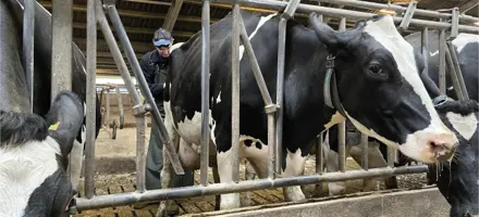 Articleentry Inseminering