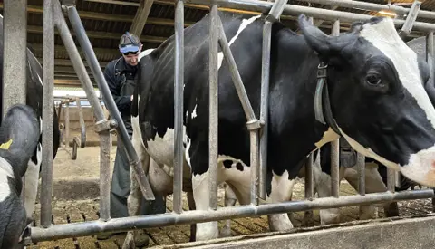 Articleentry Inseminering