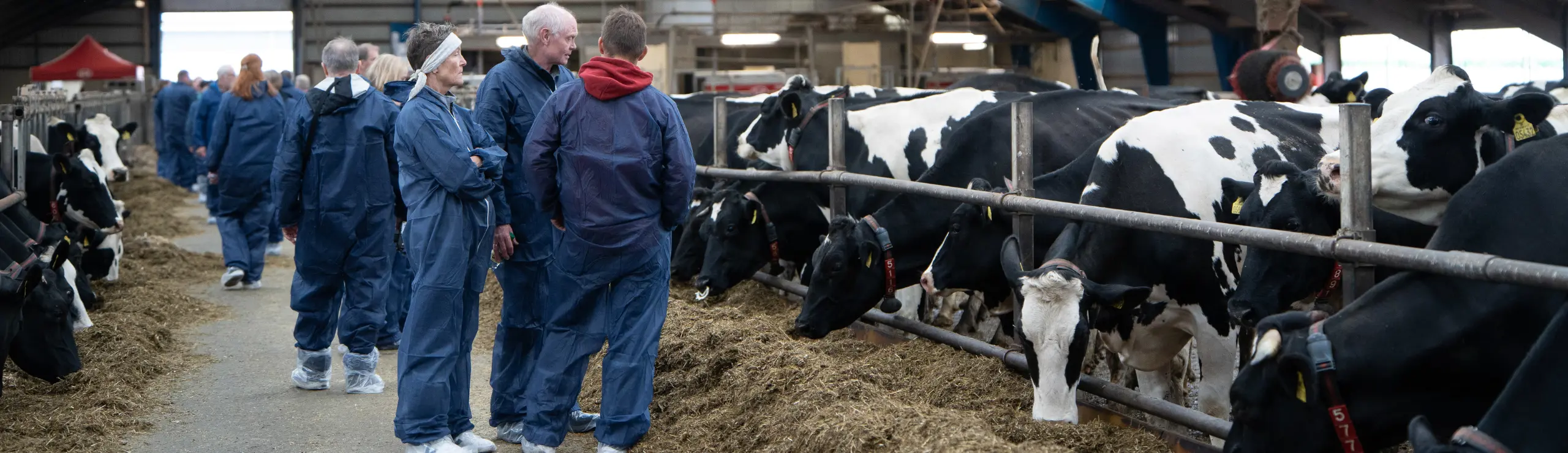 Stemningsbillede Fra Avlsdag