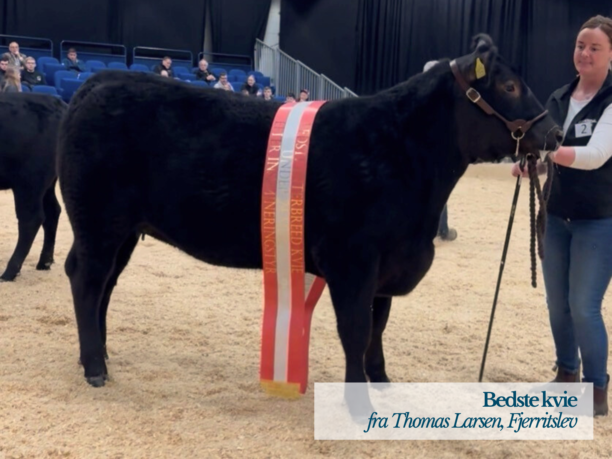 Bedste Kvie Kødkvægskuet 2026