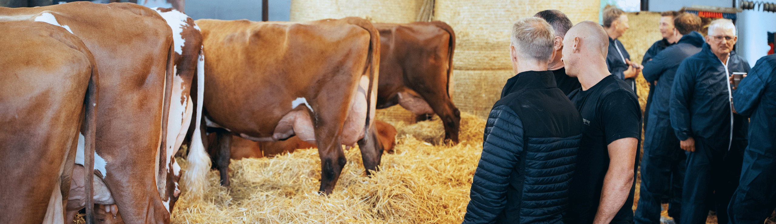 RDM Køer Ved Besætningsbesøg Årsmødet 2025