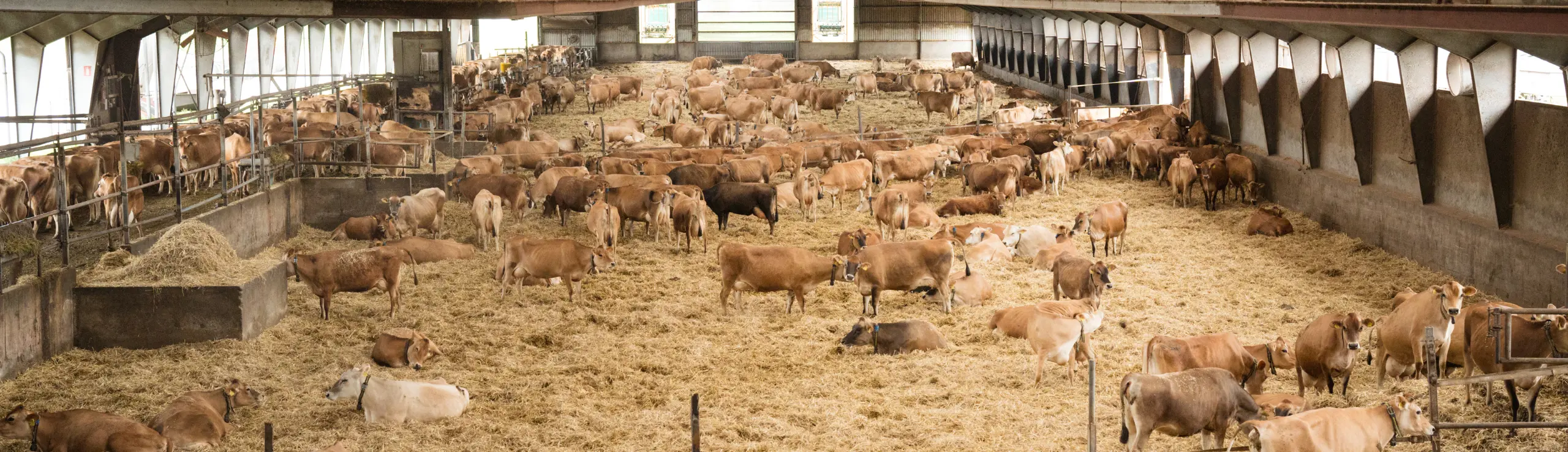 Niels Ulrik Andersens Jersey Besætningen