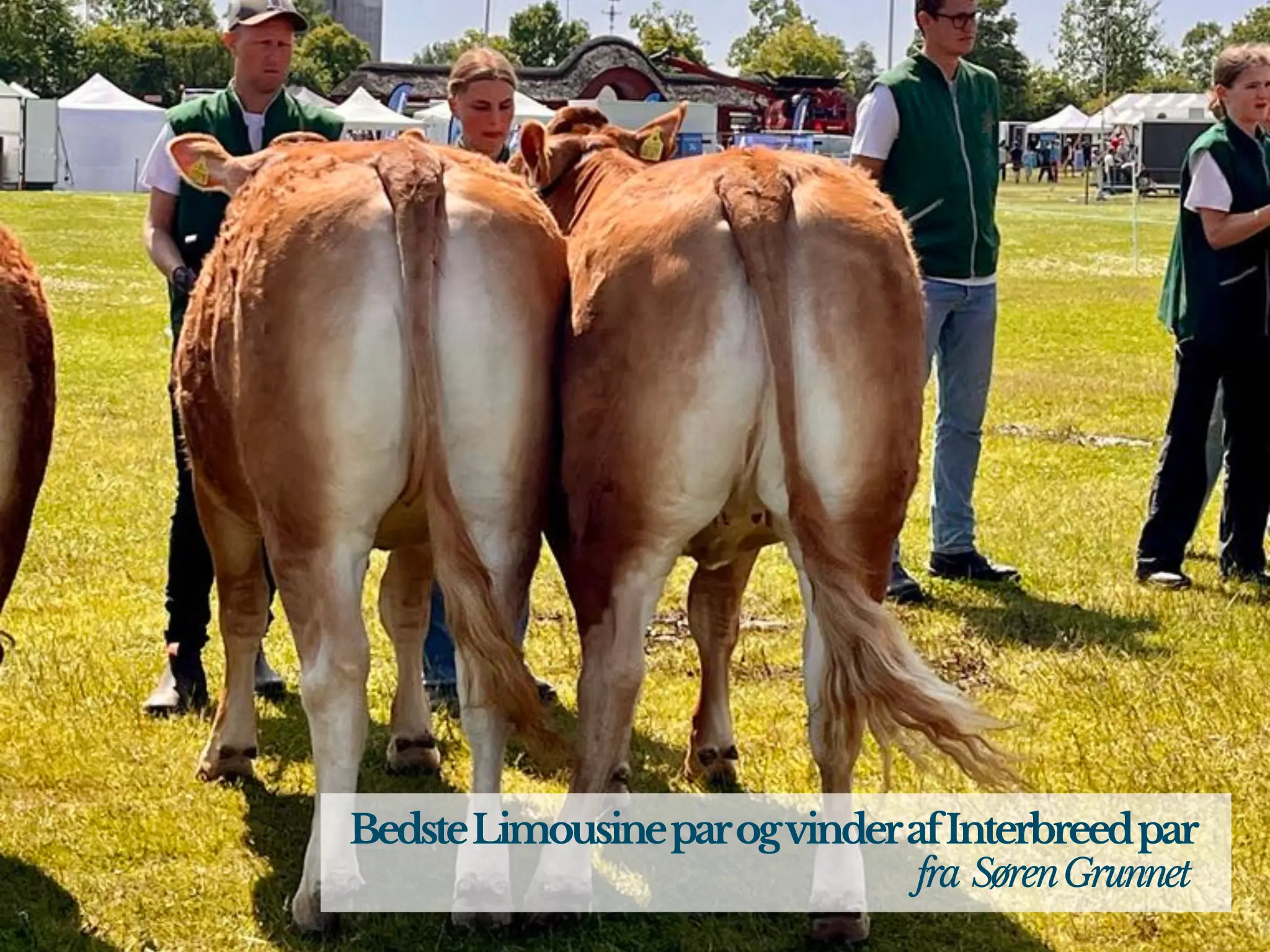 Bedste Limousine Par Og Vinder Interbreed Par Fra Søren Grunnet