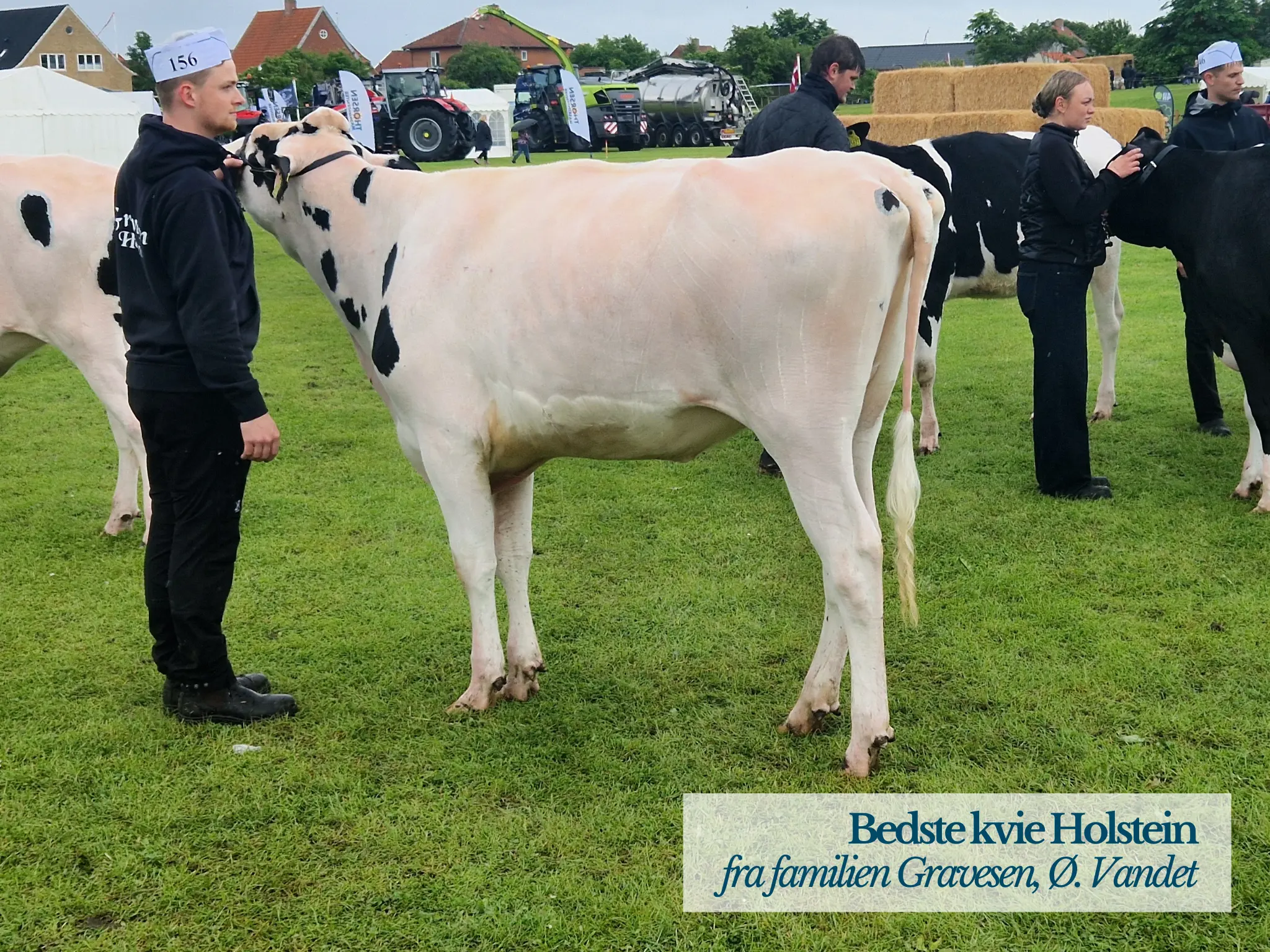 Bedste Kvie Holstein På Thy Mors Dyrskue 2026