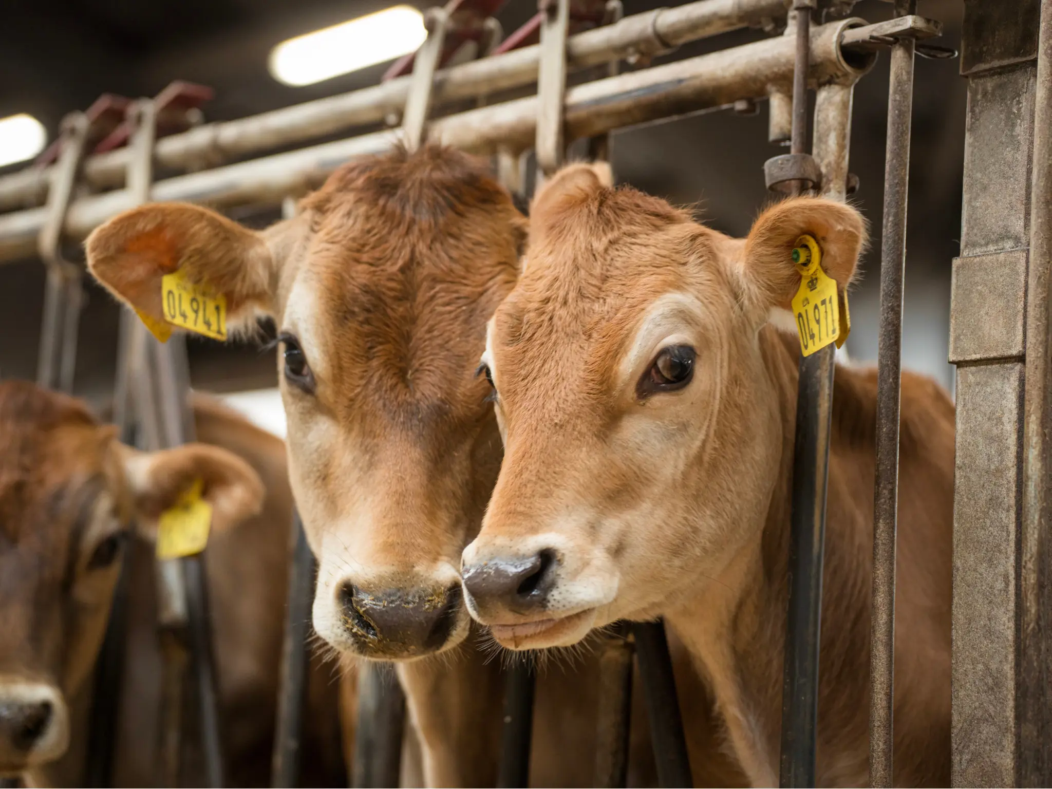 Jersey Verdenskongres 1