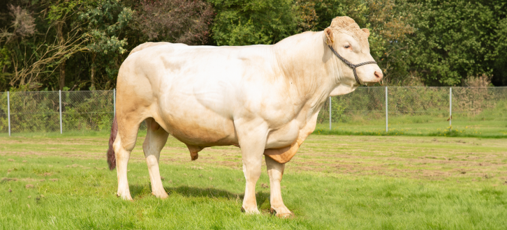 VB T Rex Er Kendt For At Lave Nemme Og Letfødte Kalve