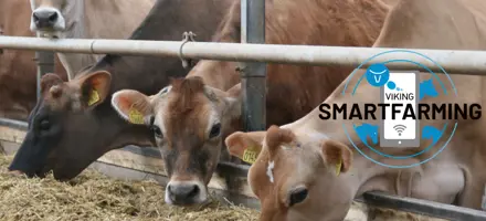 Smartfarming Jerseykøer Der Æder