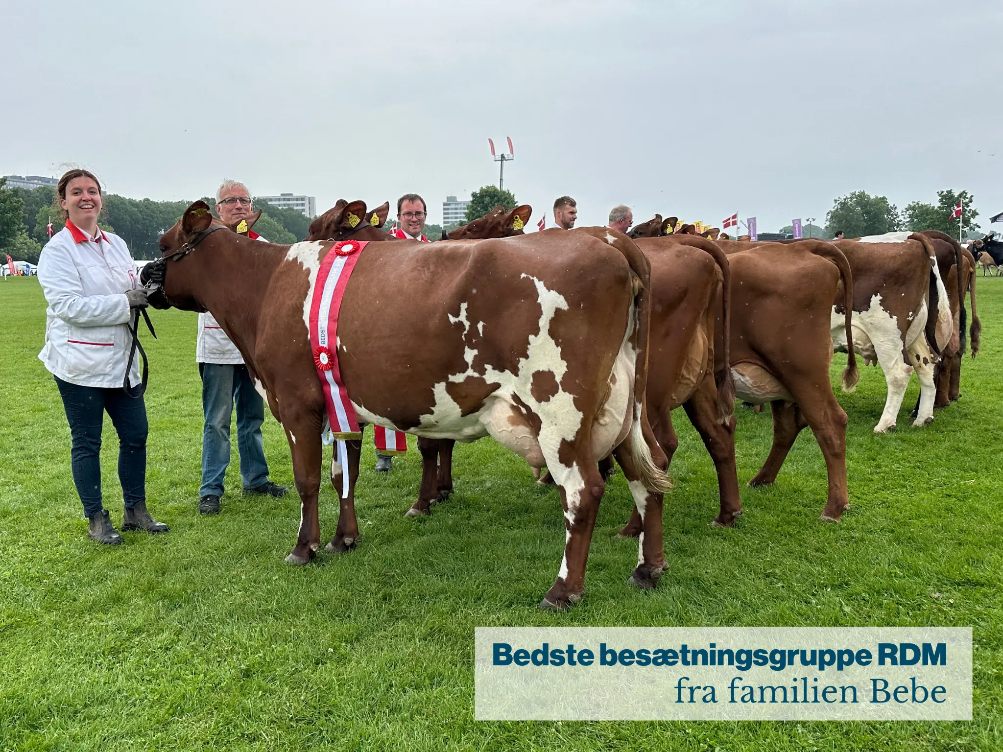 Bedste Besætninggruppe RDM Fra Familien Bebe