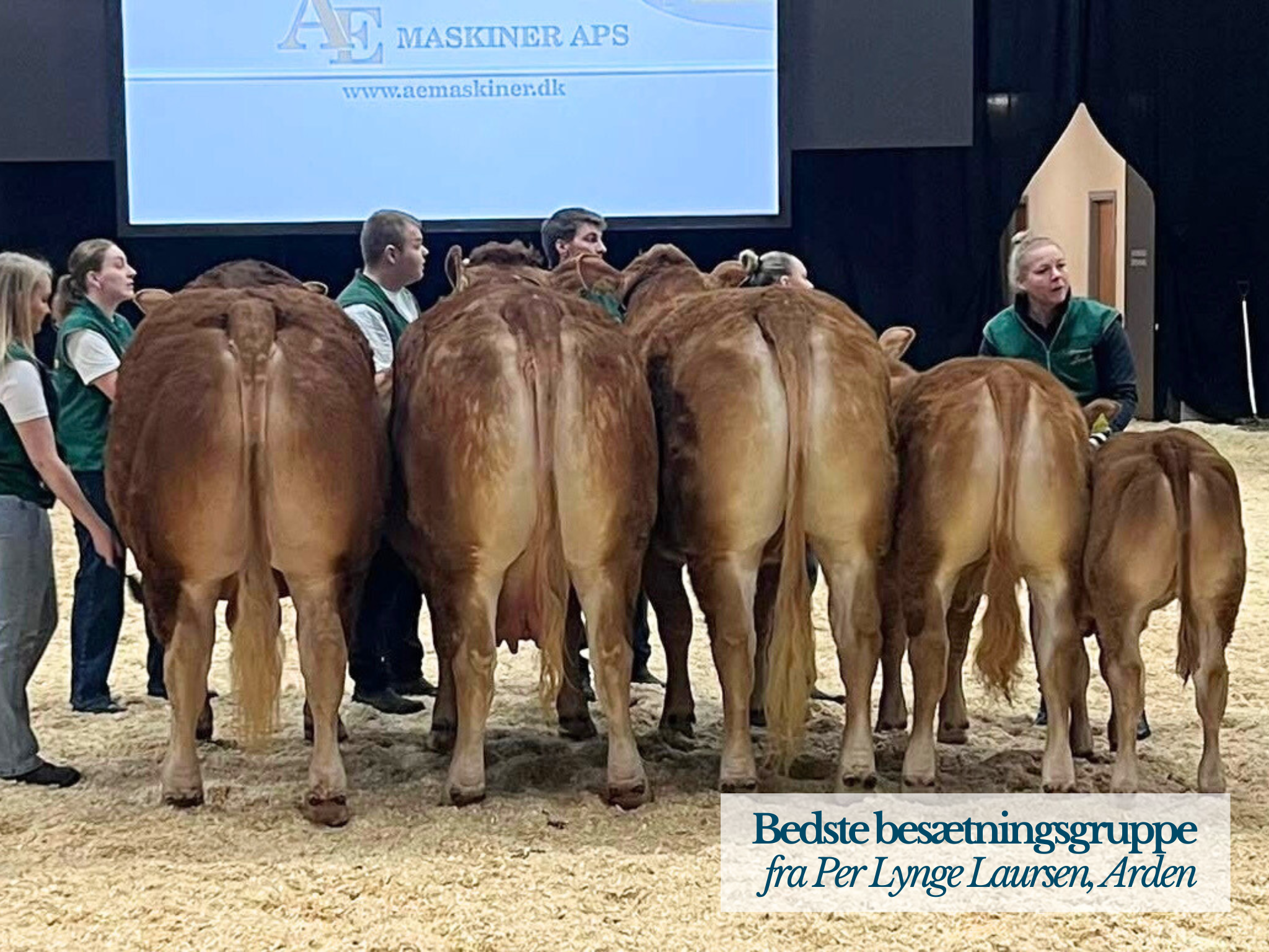 Bedste Besætningsgruppe Kødkvægskuet 2026