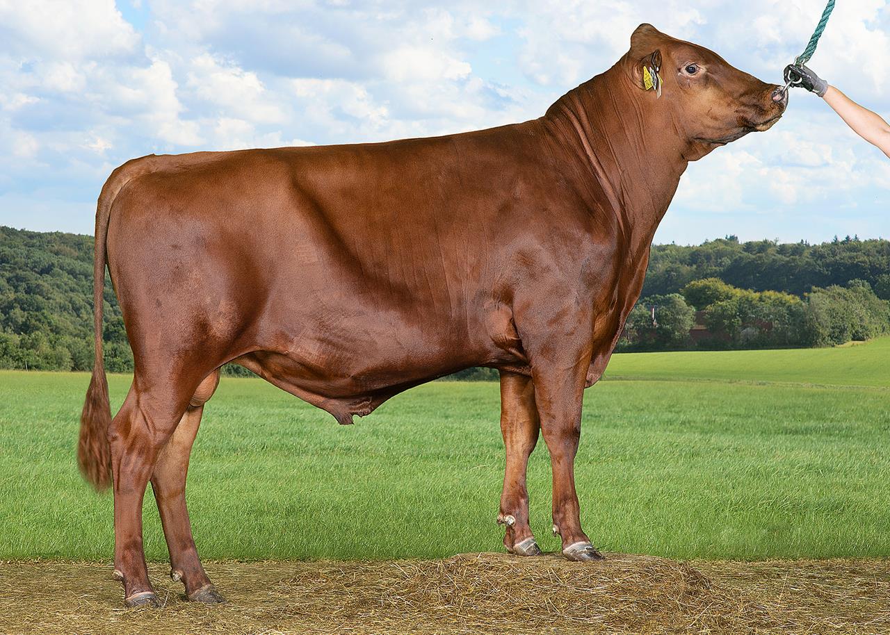 Vr Bale Vr Baran Uden Alex