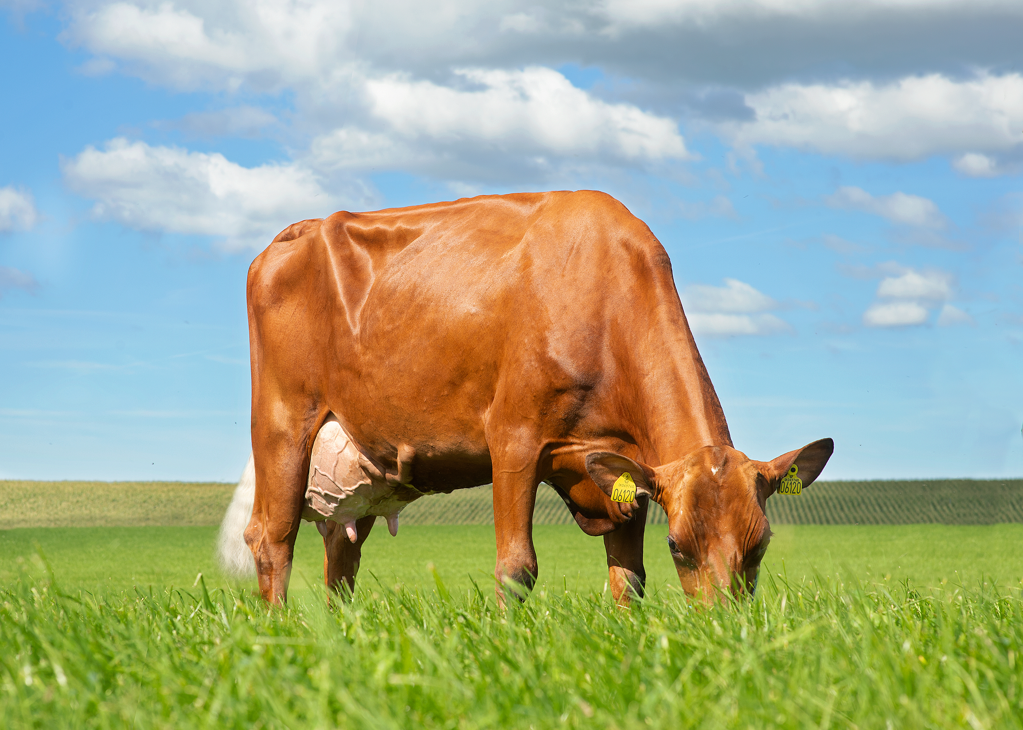 VR Filur Daughter 96760 6120 From Peter Nielsen Løgstør