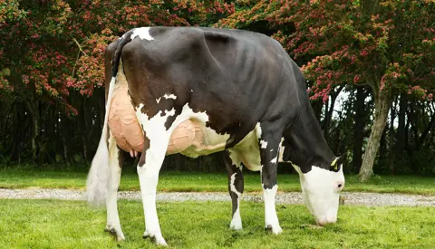 Vr Hielke Daughter No 32445 4508 Procross From Sjaak And Jacqueline Bosma Farsø Scenic1 Srgb Web