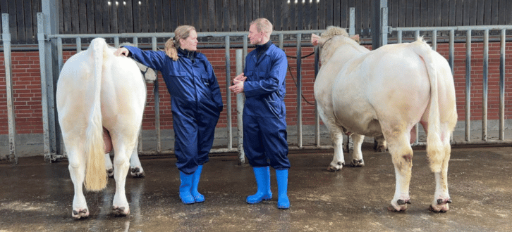 VB Uz P Er Heterozygotisk Polled Og Giver Dermed 50 Procent Polled Afkom