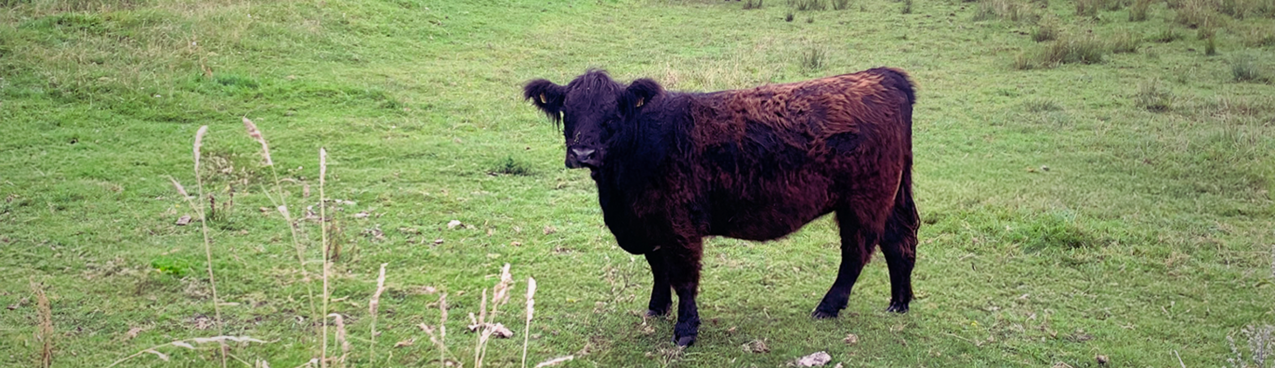 Kvæg på græs kan også få klovlidelser