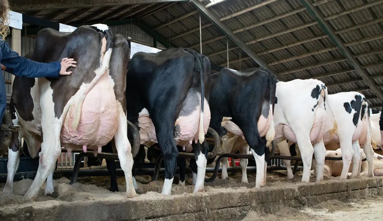 Holstein Køer På Linje I Stalden2