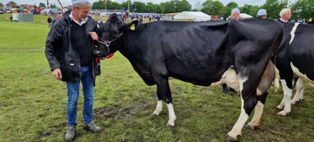 Superko Vinder For 3. År I Træk Og Bedste Ældre Holstein Ko