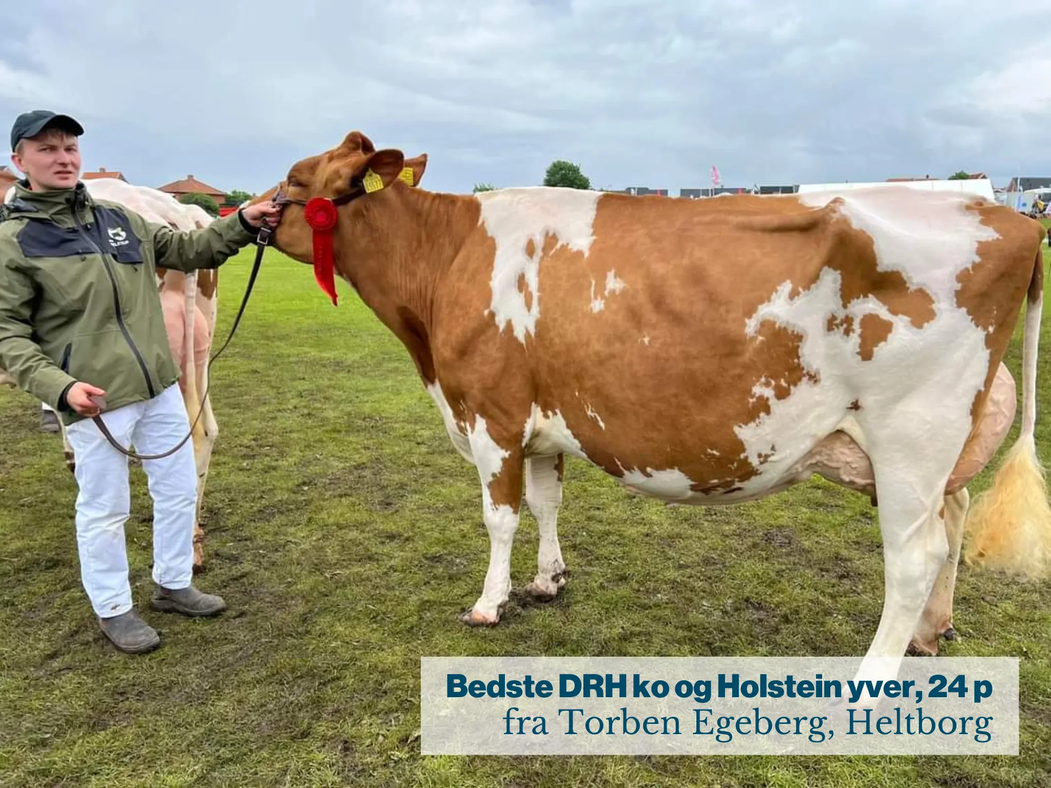Bedste DRH Ko Og Holstein Yver