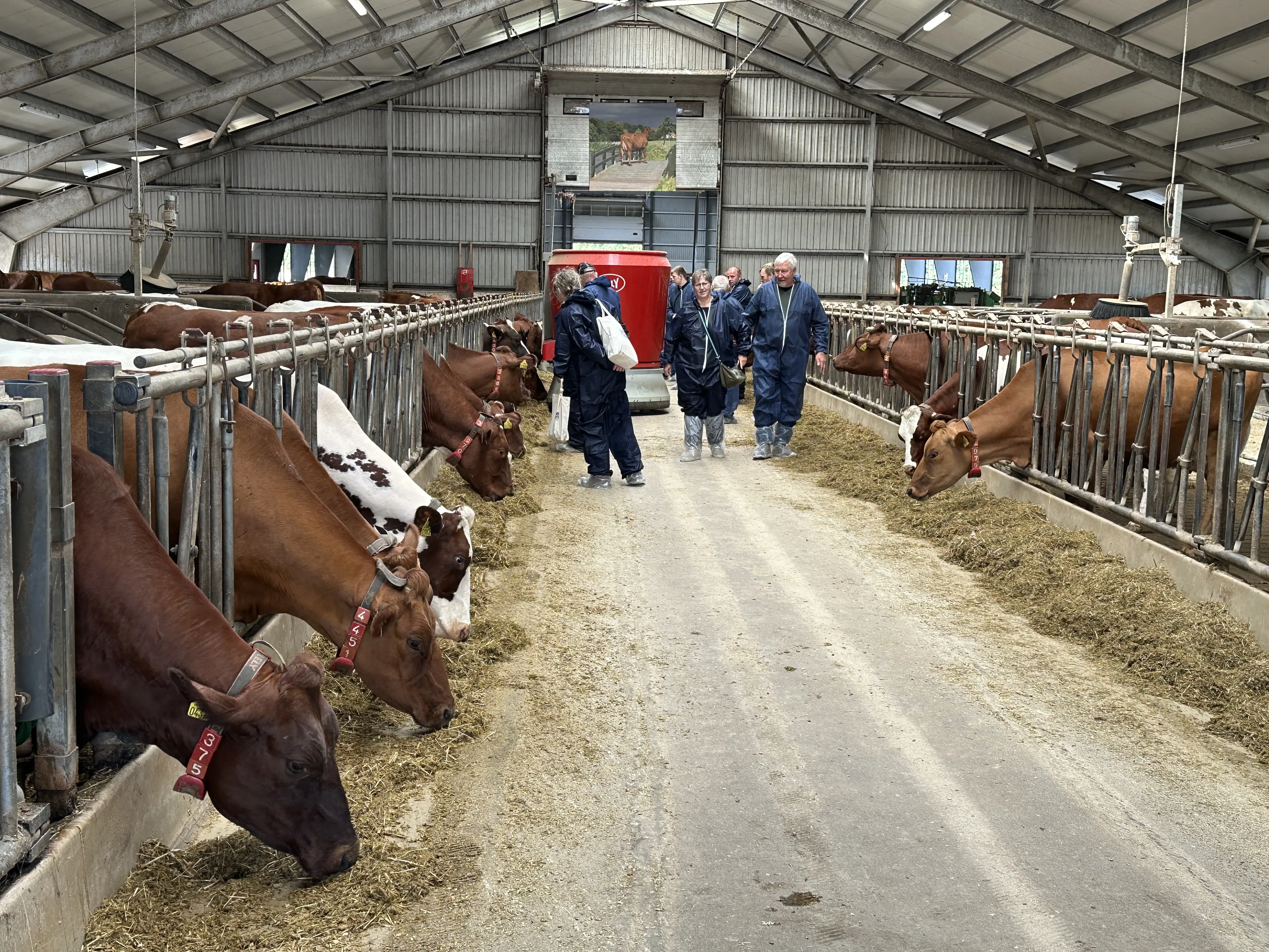 Stemning Fra Stalden På Bedriftsbesøg Hos Anne Kathrine Og Johan Bebe