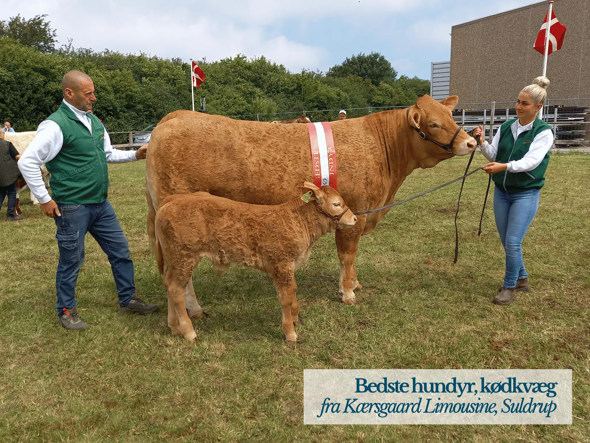 Bedste Hundyr Kødkvæg, Hjørring Dyrskue