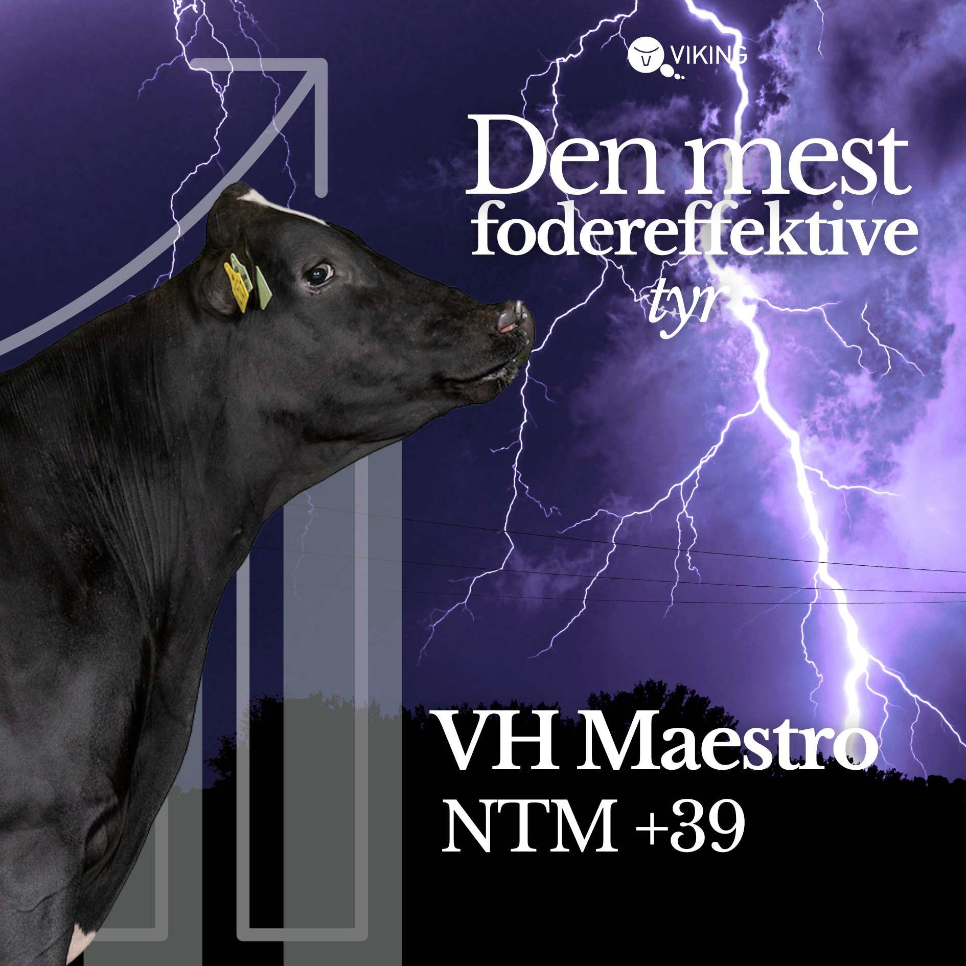 Den mest fodereffektive tyr