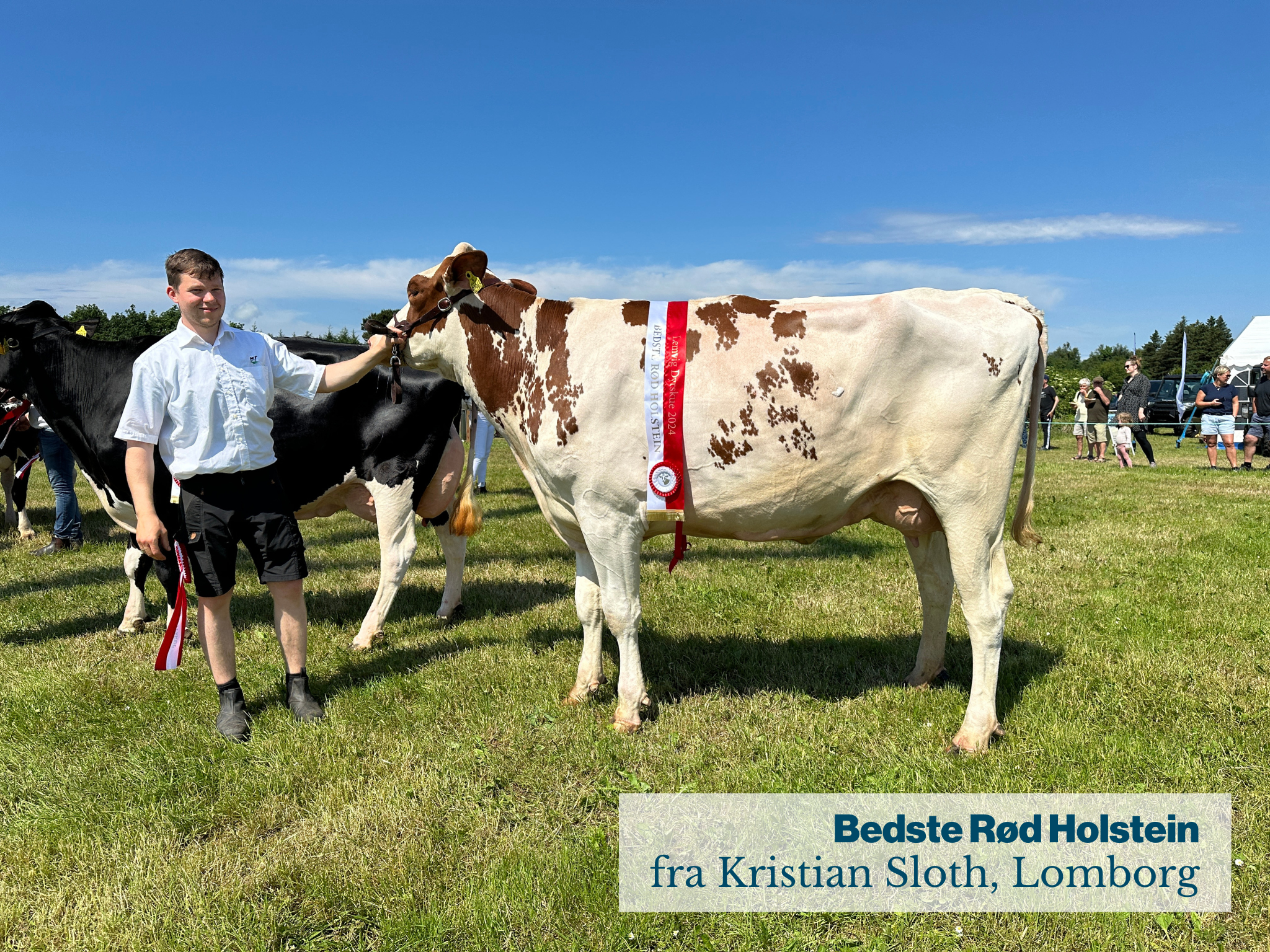 Bedste Rød Holstein Fra Kristian Sloth