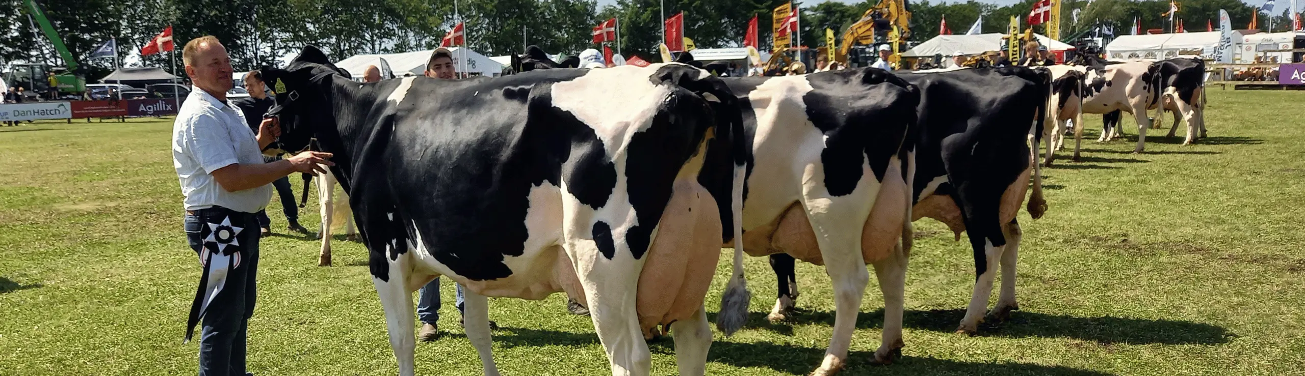 Bedste Besætningsgruppe Holstein Dyrskue I Hjørring