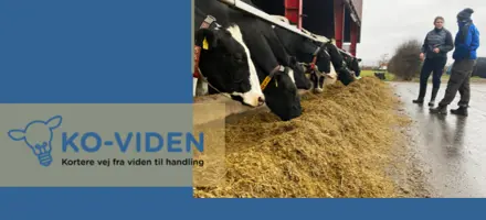 ARTICLE ENTRY Ko Viden