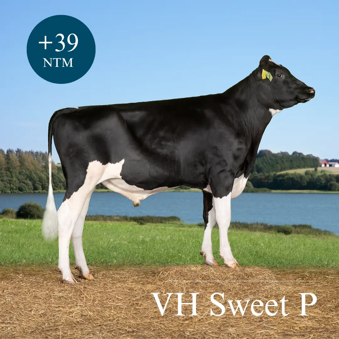 VH Sweet P