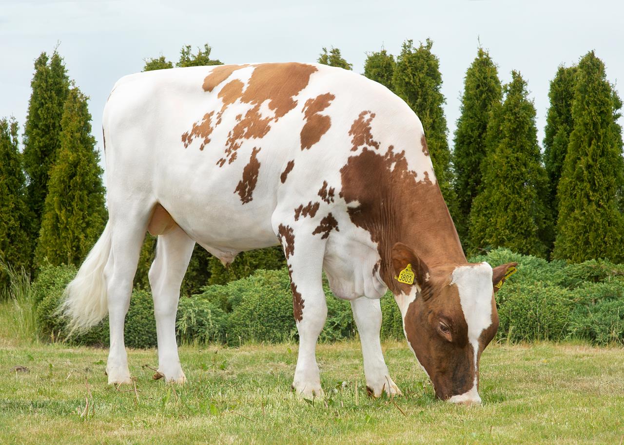 Vr Beverly Vr Bosse Uden Alex