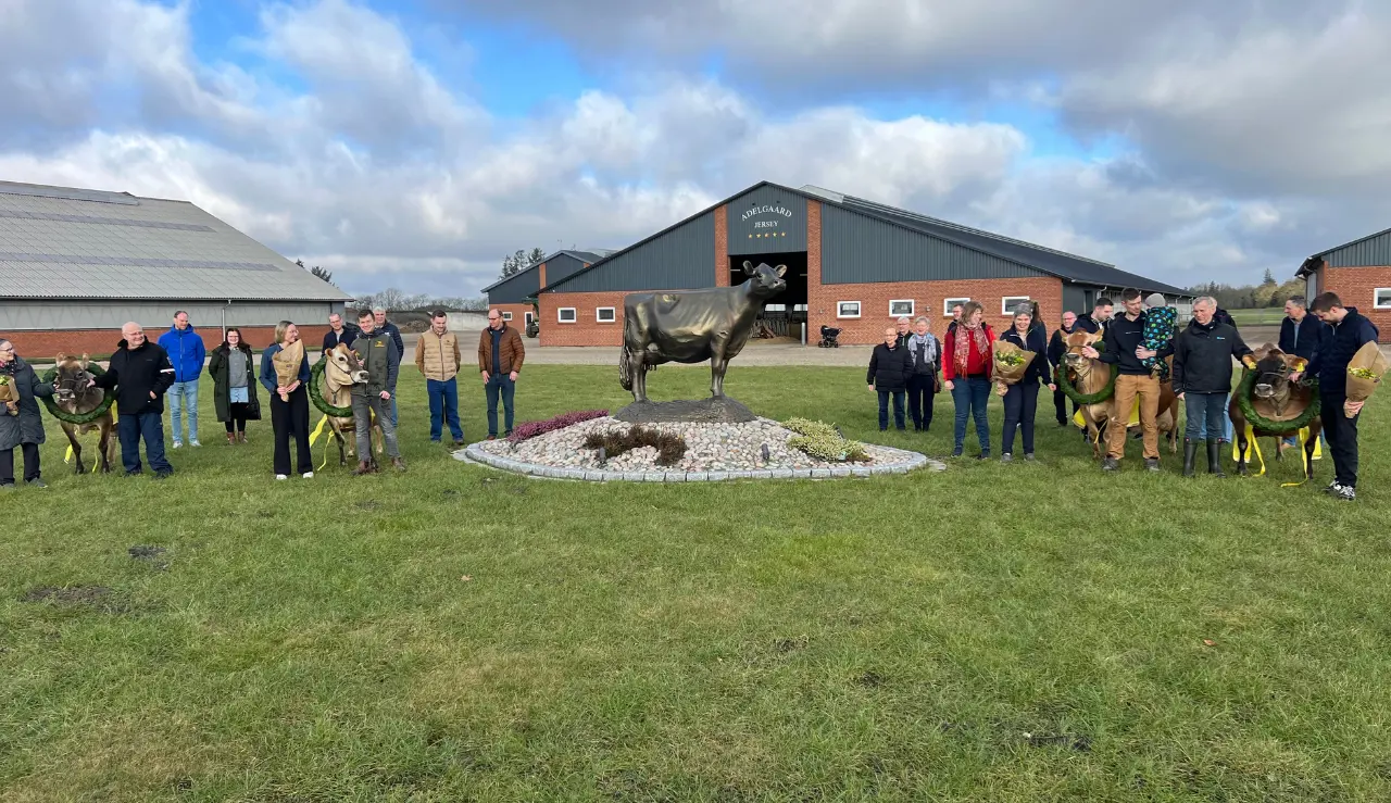 De Fire Jerseykøer Og Deltagerne I Fejringen Af 10.000 Kg Fedt + Protein