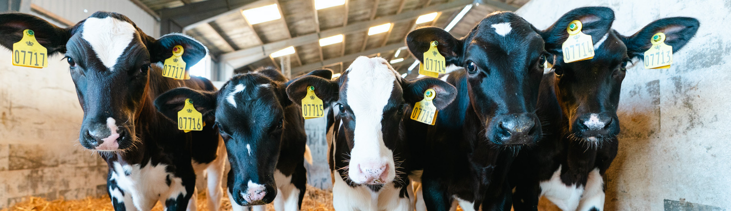 Kalve til Holstein arrangement