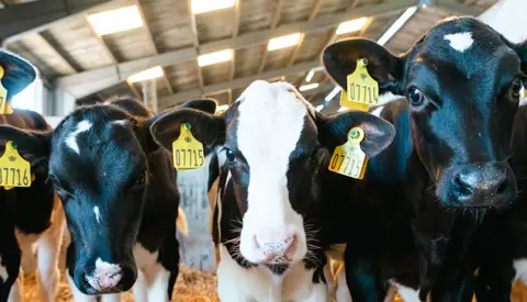 Kalve til Holstein arrangement