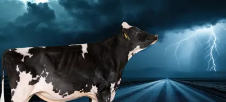 VH Topaz PP Og VH Swipe PP, To Polled Tyre (1)