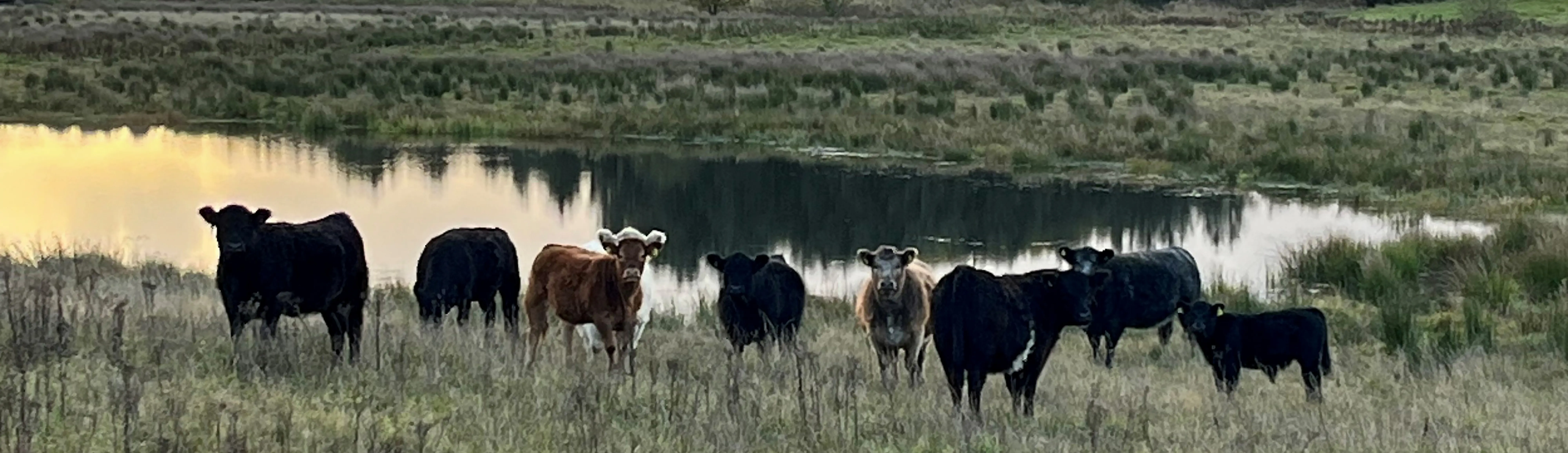 Naturindeks På Vej 2