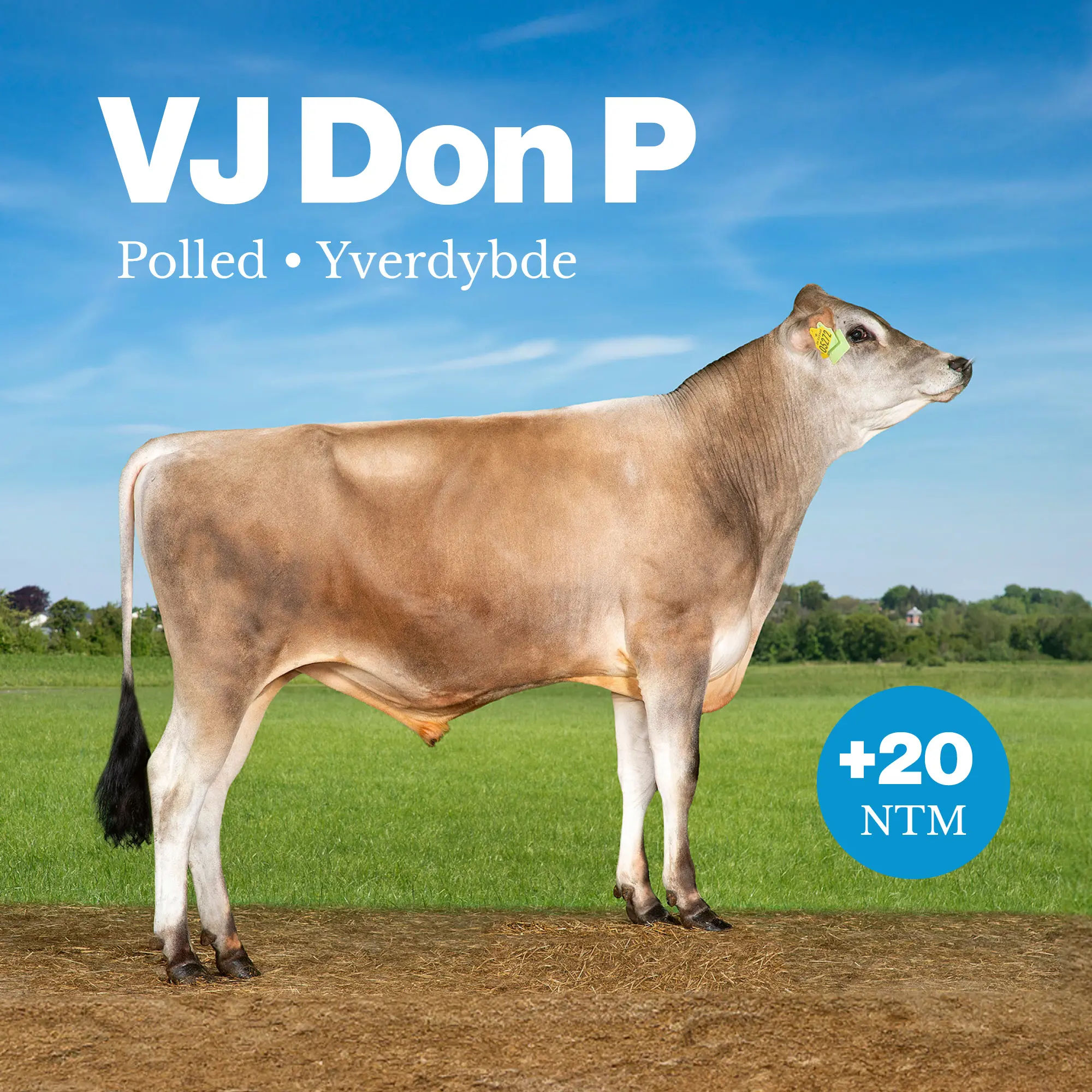 VJ Don P