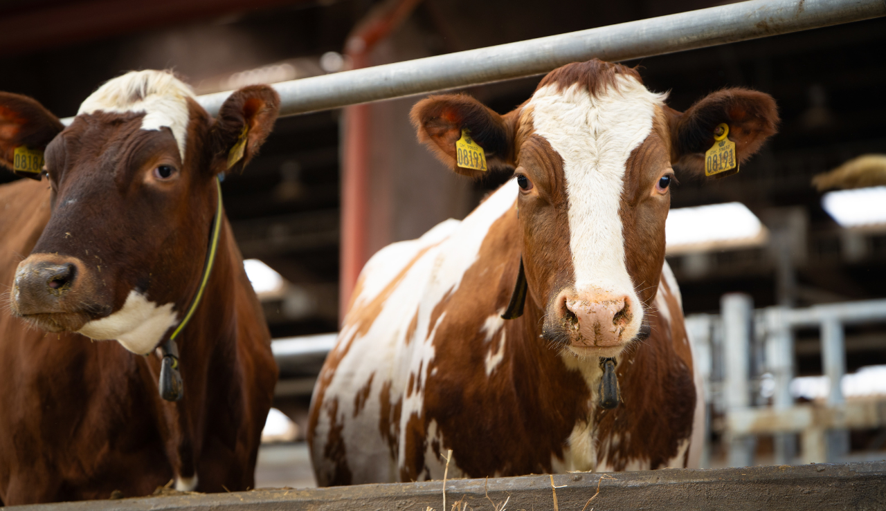 RDM Køer Der Kigger