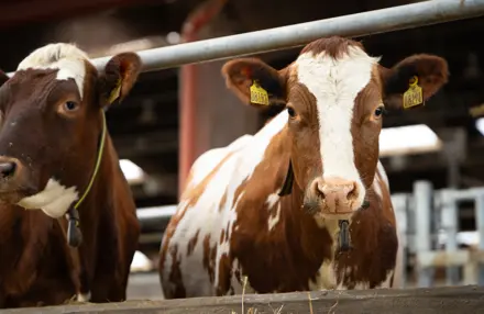 RDM Køer Der Kigger