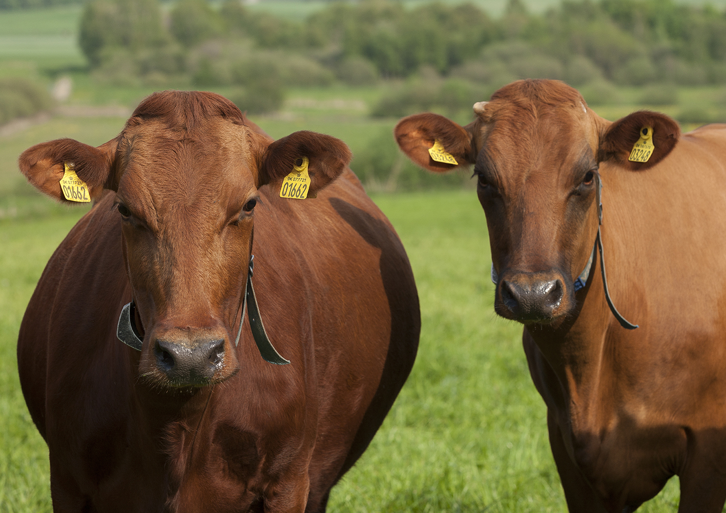 Lene Og Lars Jørgensen May2023 Ellygeverink