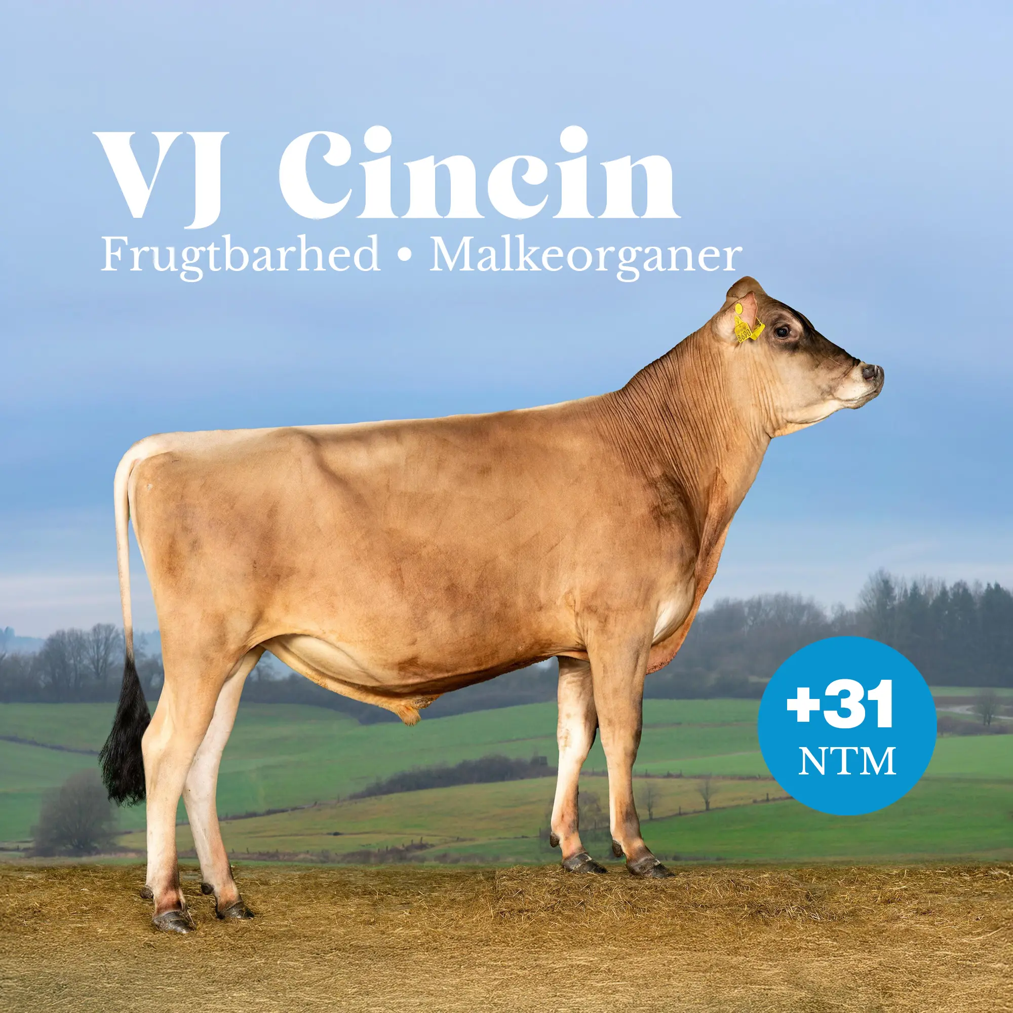 VJ Cincin +31 NTM