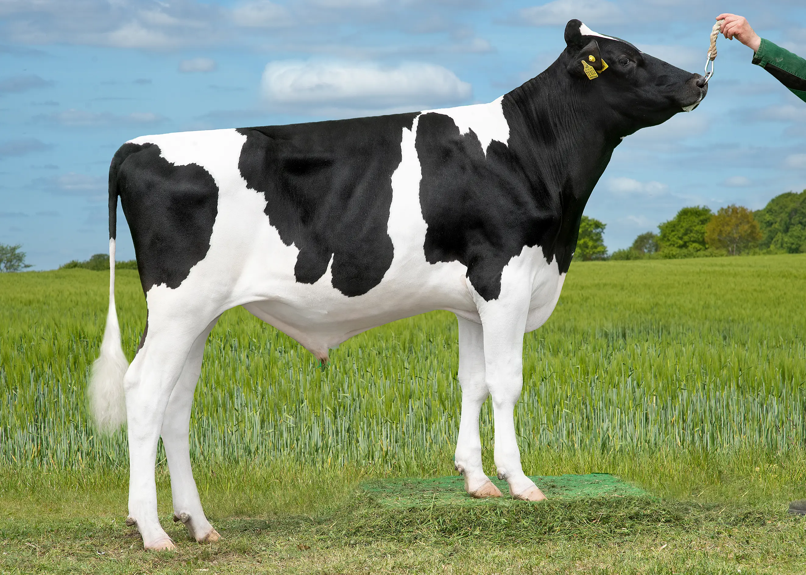 VH Sinder 260965 Renset