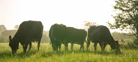 20 % Mindre Metan Gennem Avlen