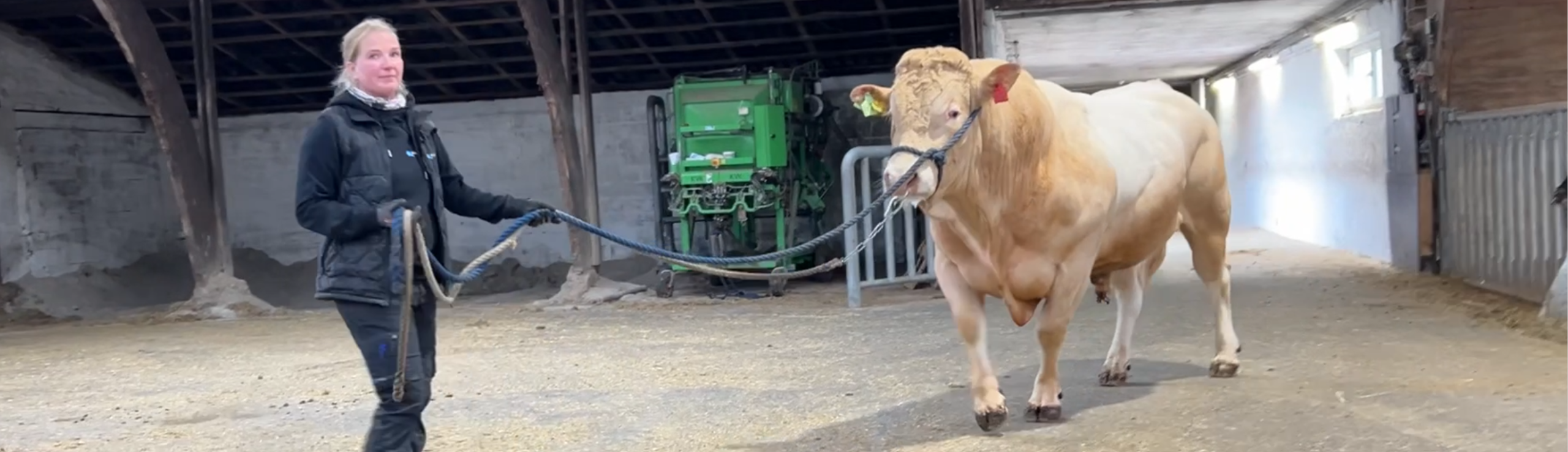 VB T Rex Er Af Blonderace Og Fungerer Som Et Attraktivt Alternativ For Økologer