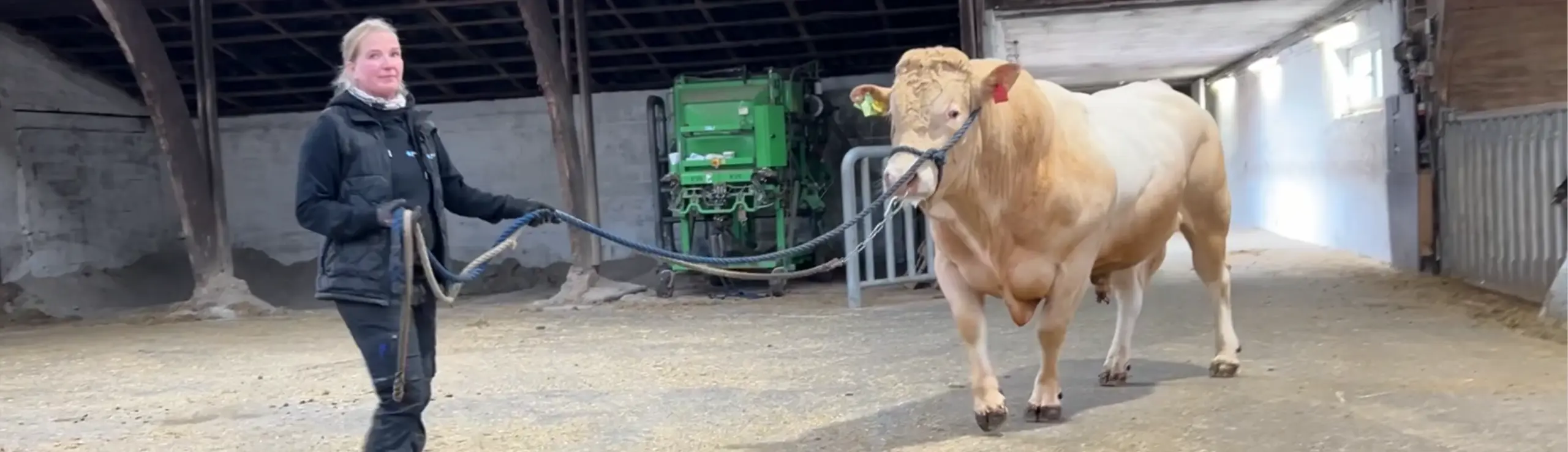 VB T Rex Er Af Blonderace Og Fungerer Som Et Attraktivt Alternativ For Økologer