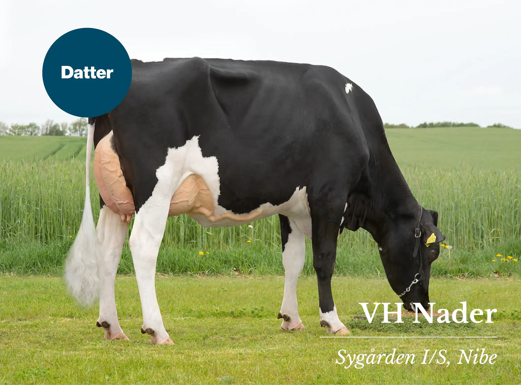 VH Nader Datter Udendørs