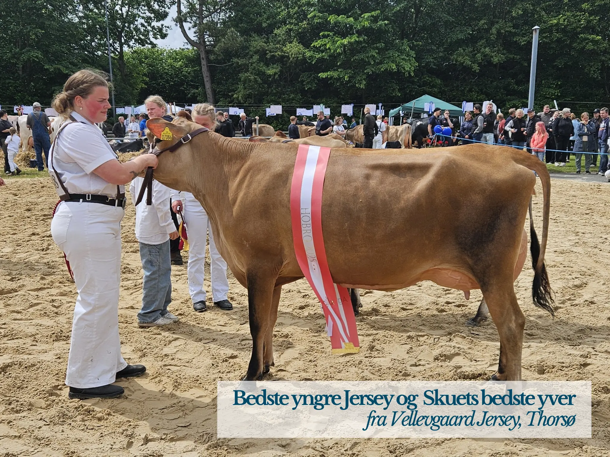 Beste Yngre Jersey Og Skuets Bedste Yver, Hobro Dyrskue